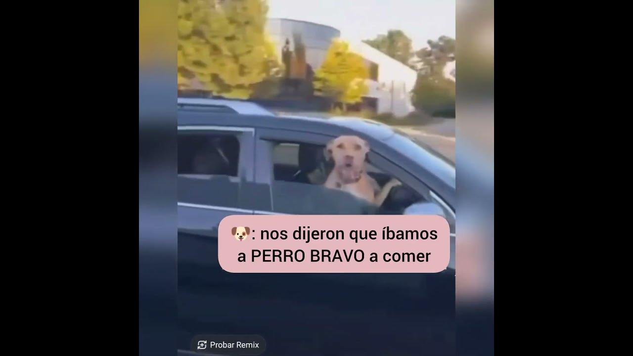 **Opinión sobre Perro Bravo: Comida Urbana Callejera con Sabor Auténtico**