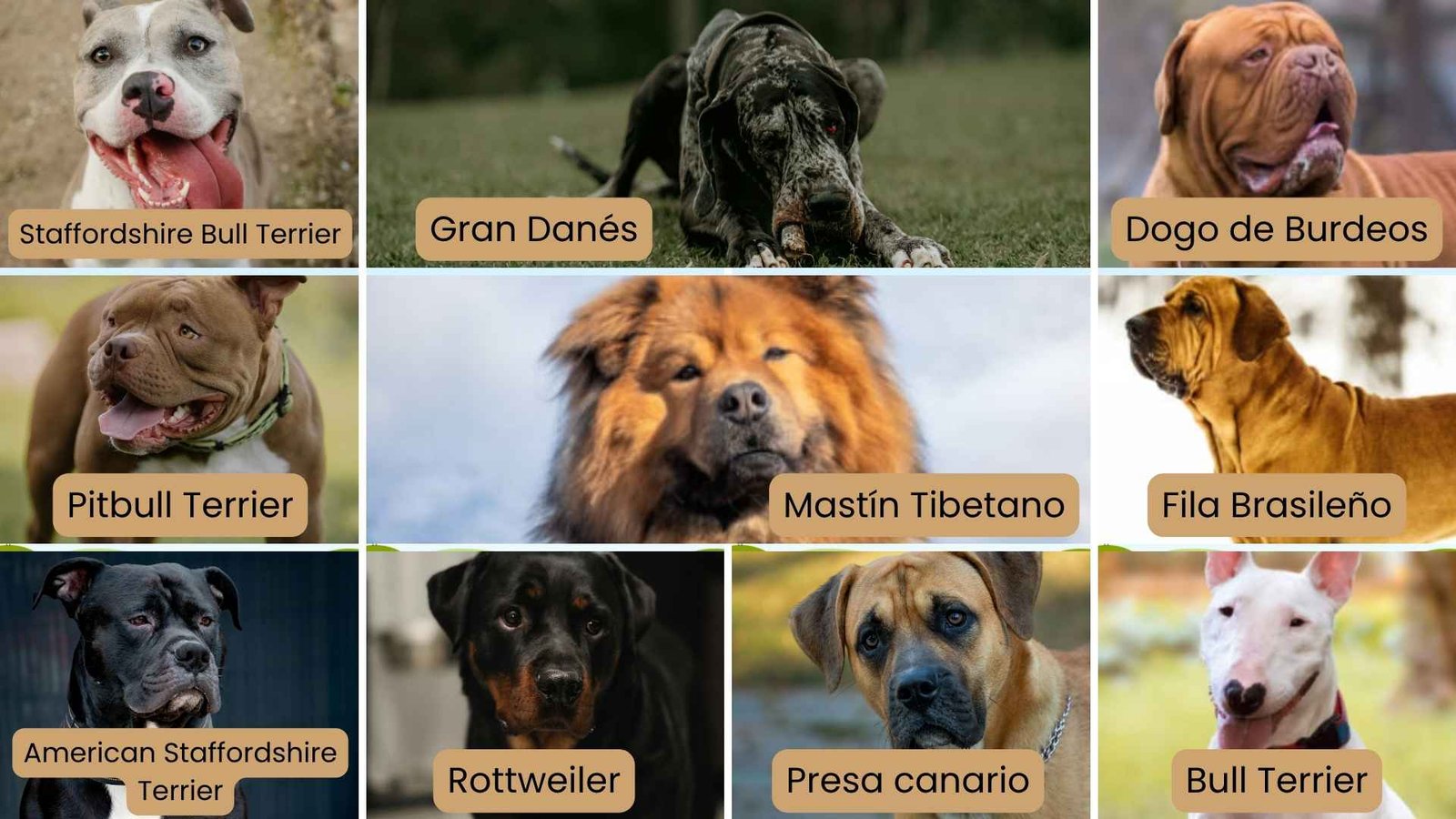 Opinión de Los Perros Del Kenyo: Análisis del nuevo Cristóbal y su impacto