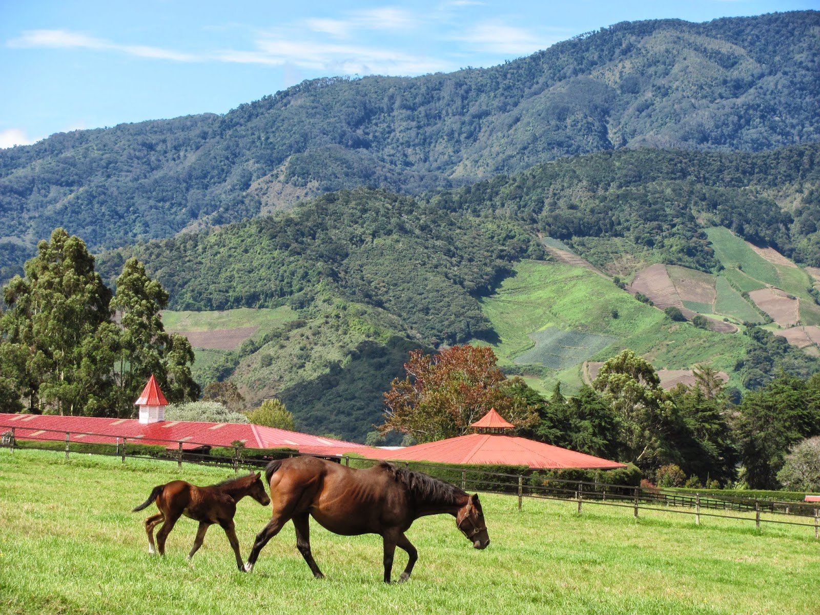 Opinión de Haras Cerro Punta: ¿El mejor haras en Panamá para caballos de carrera?