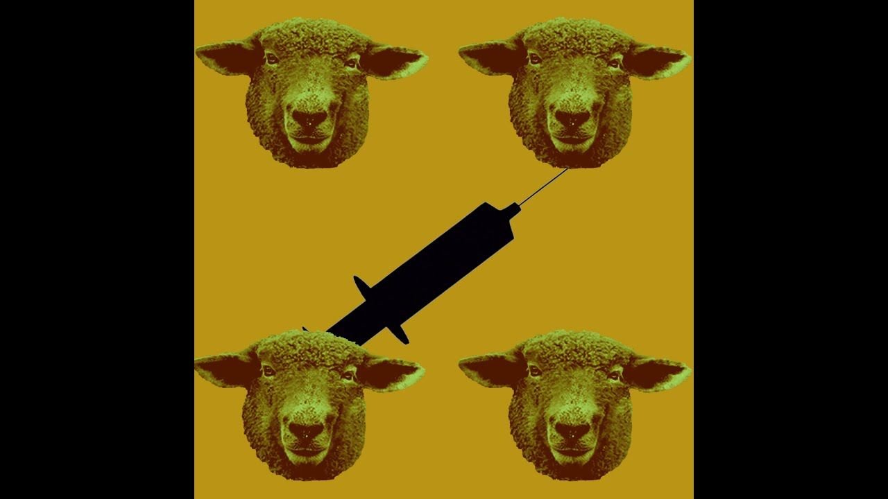Black Zambombo: Análisis y Opinión Completa del Producto