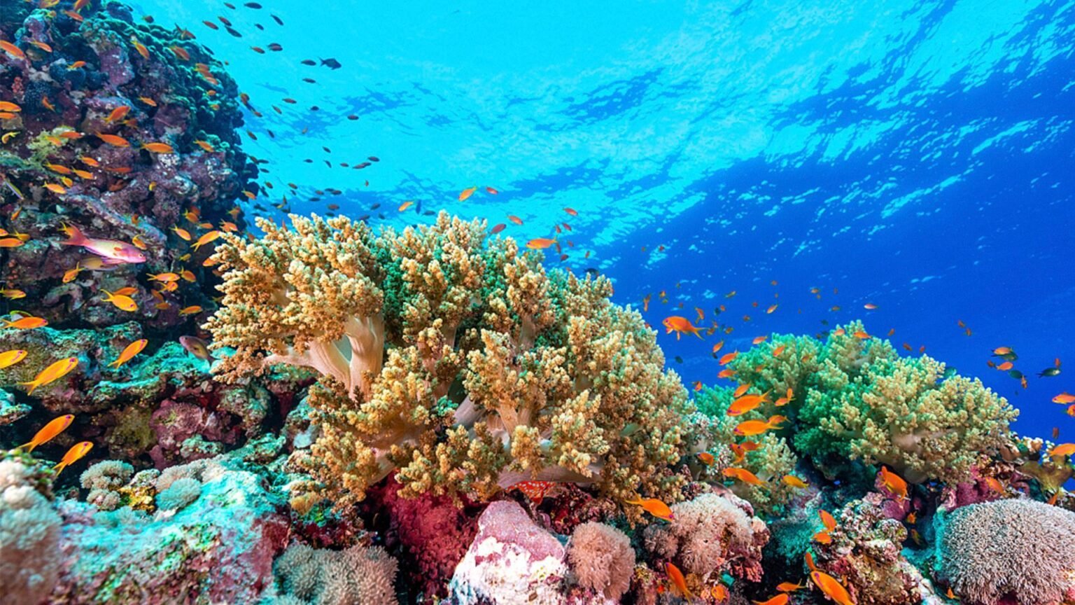 Arrecifes de Coral: Opinión y Análisis de su Estado Actual
